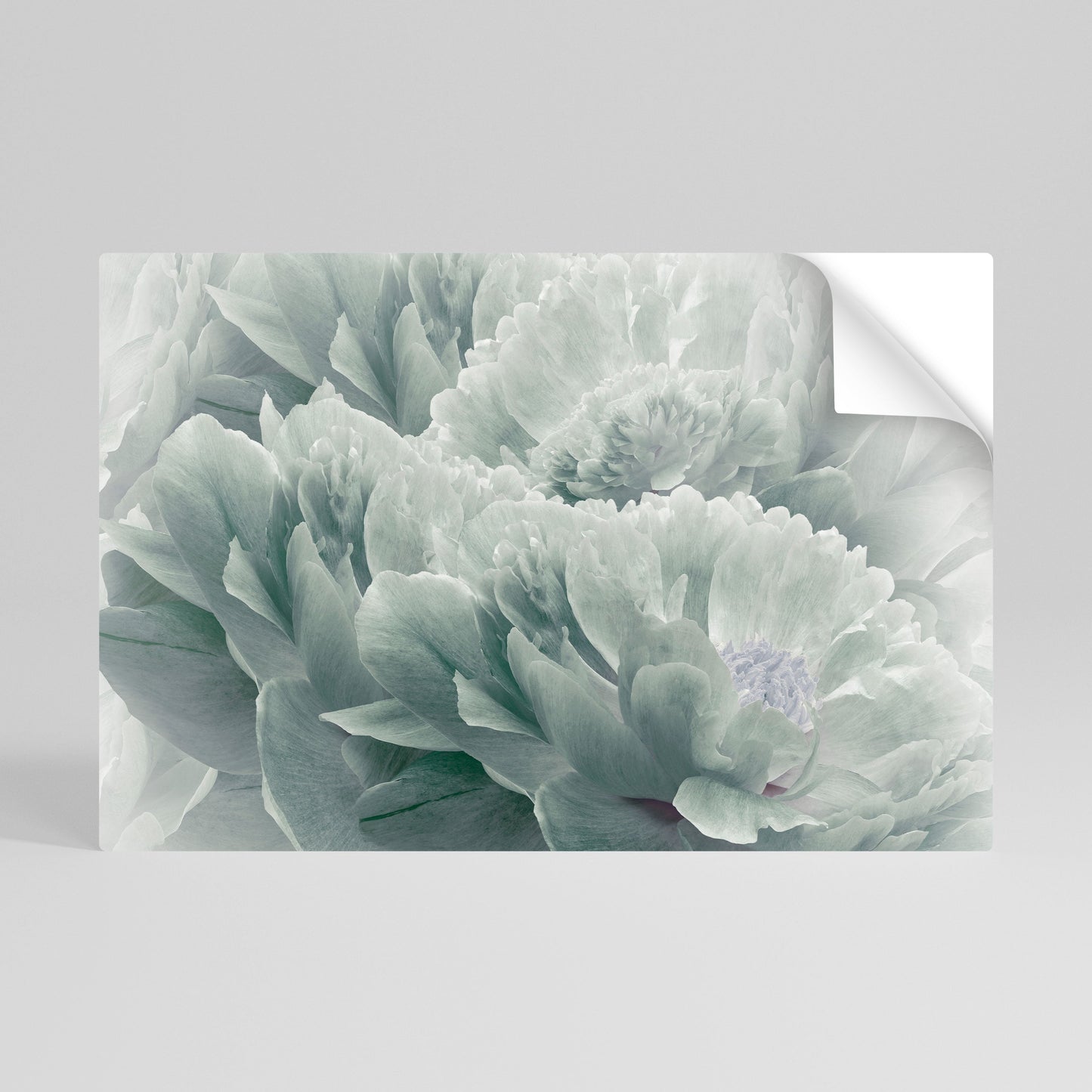Poster orizzontale staccabile e attaccabile "PEONIE arboree"