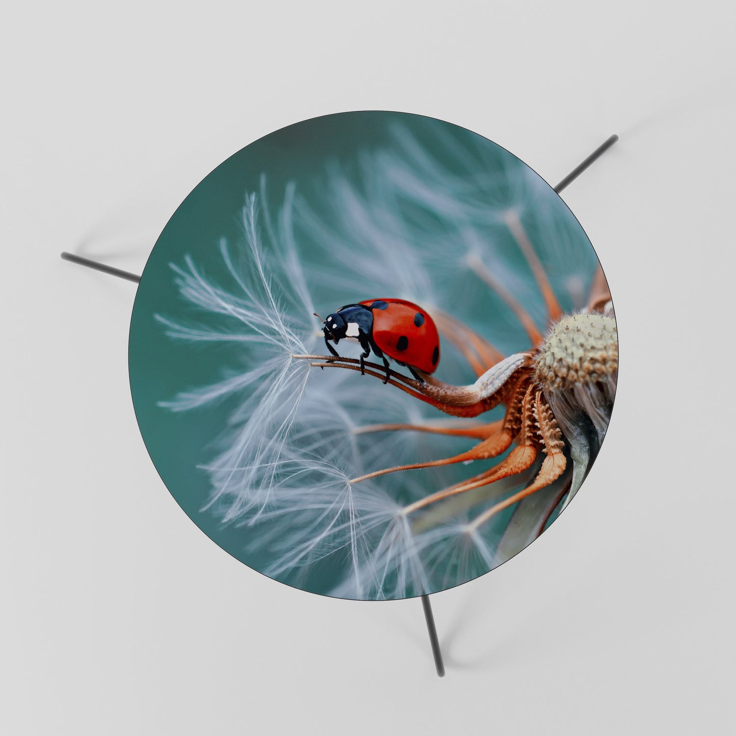 LADYBUG BALANCE Tavolino da Salotto Ø60