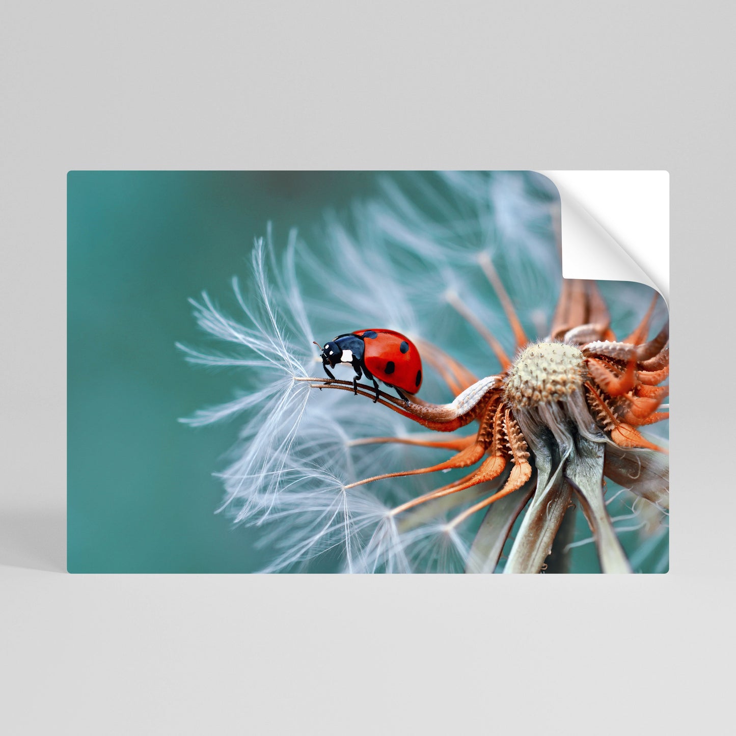 Poster orizzontale staccabile e attaccabile LADYBUG BALANCE