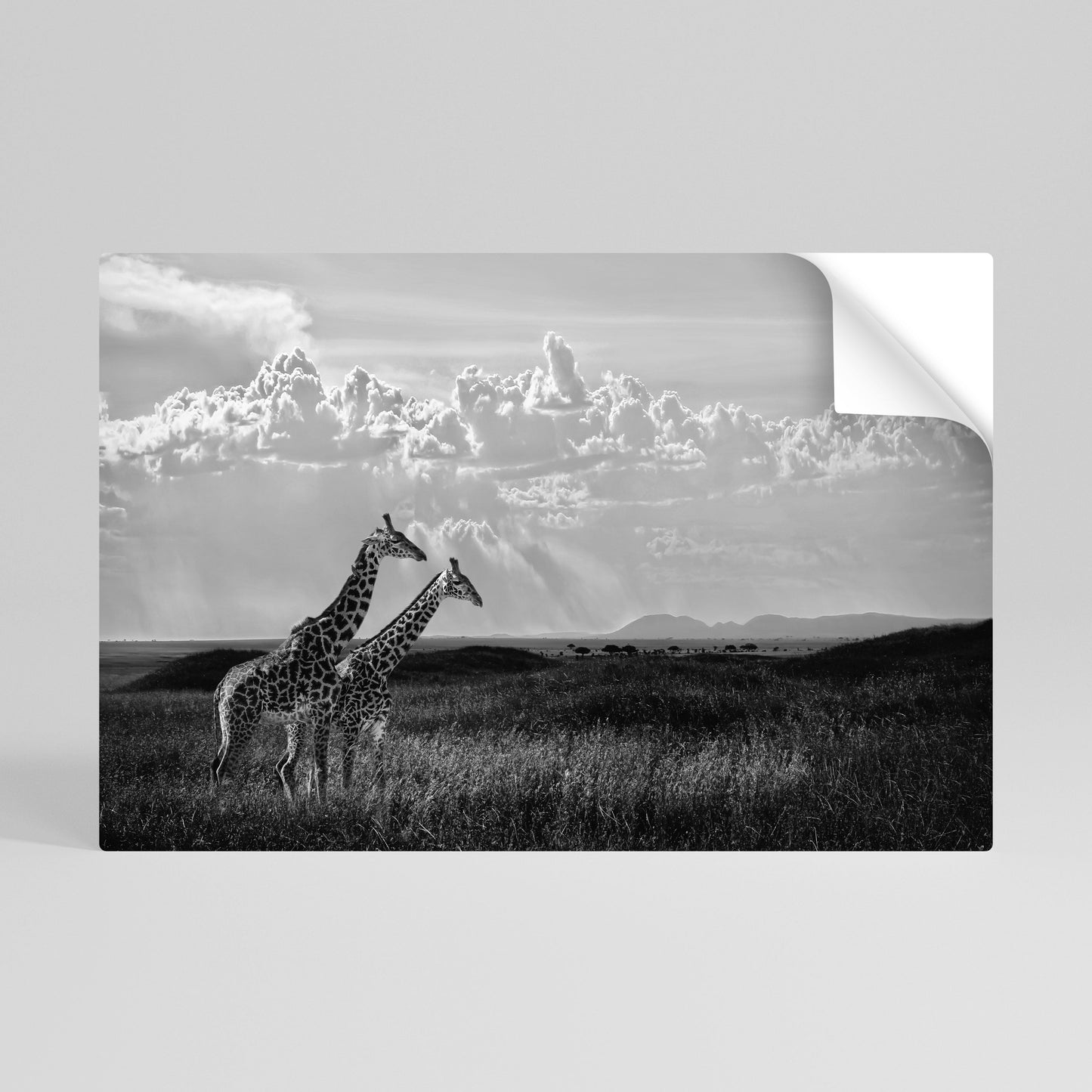 ELEGANT HEIGHTS SVELATO Poster orizzontale staccabile e attaccabile