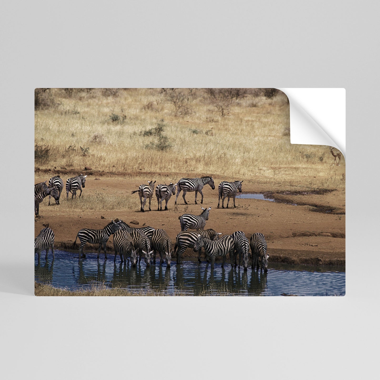 Poster orizzontale staccabile e attaccabile THE ZEBRA HARMONY